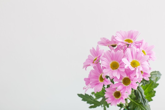 Chrysanthemums flowers in bouquet  on white background