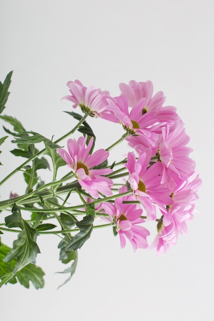 Chrysanthemums flowers in bouquet  on white background