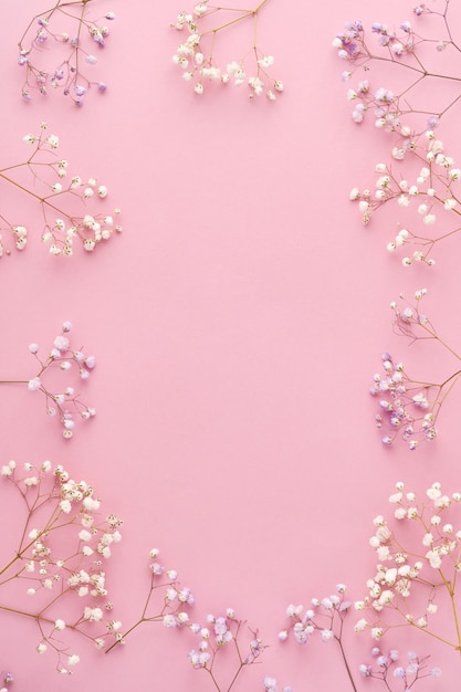 chrysanthemums flowers on pink background. Top view.