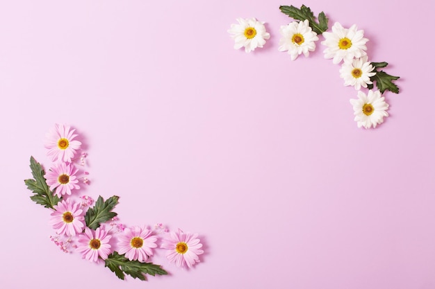 Chrysanthemums flowers on pink paper background