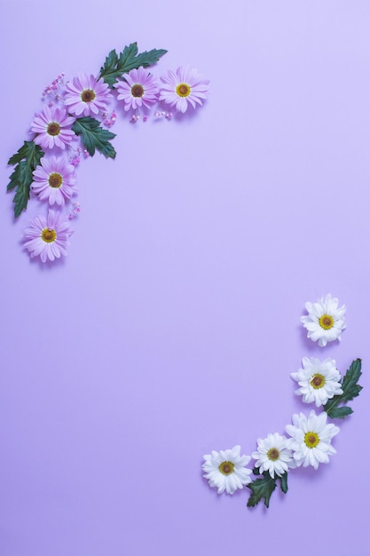 Chrysanthemums flowers on purple  paper background