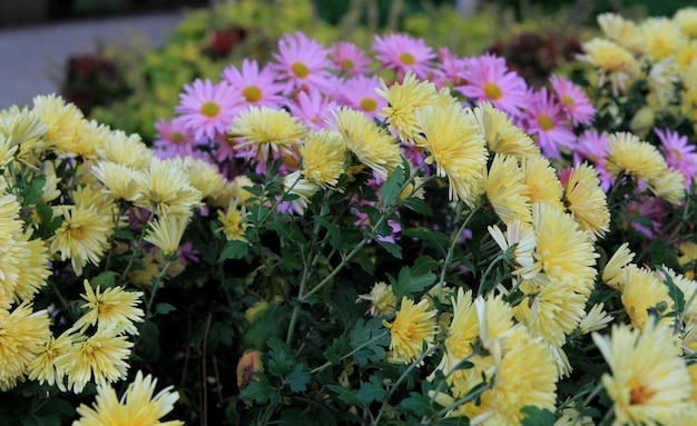 Chrysanthemums in the garden. Yellow flowers background image. Close-up