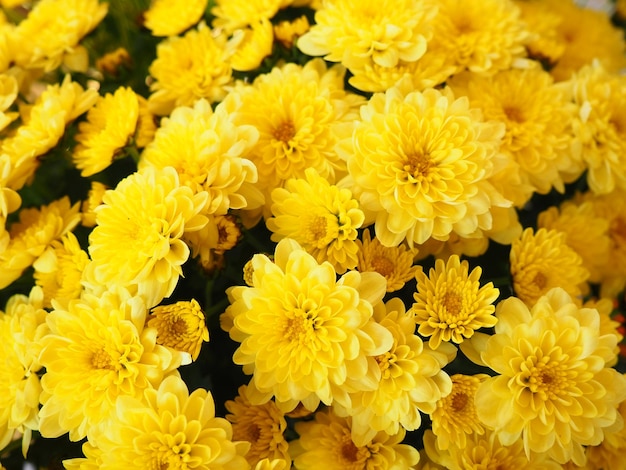 Chrysanthemums of yellow color in a bouquet Closeup flower texture Greeting card for wedding or birthday Autumn flowers from the family Asteraceae or Dendranthema Horizontal photo