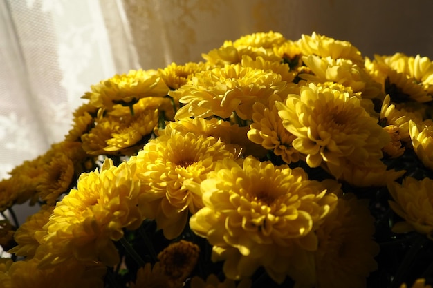 Chrysanthemums of yellow color in a bouquet Closeup texture Greeting card for wedding or birthday Autumn flowers from the family Asteraceae or Dendranthema Blurred soft focus Light background