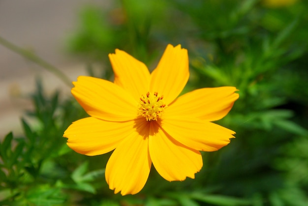 Chrysanthoms bloom in the garden