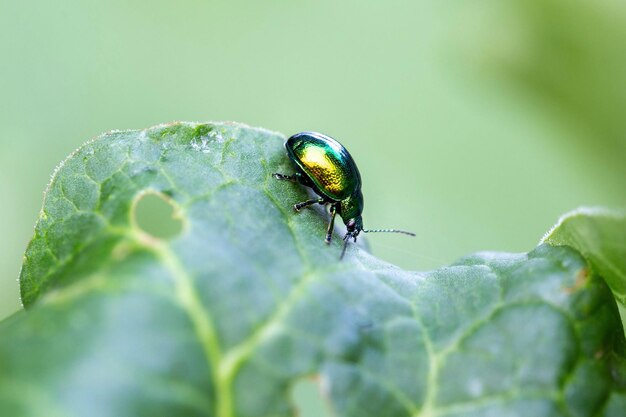 Chrysolina herbacea also known as the mint leaf beetle