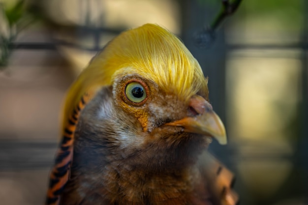 Chrysolophus pictus closeup portrait of a beautiful bird