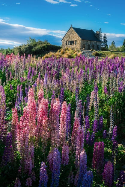 Church of the Good Shepherd and Lupine Field, Lake Tekapo