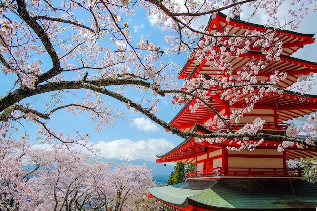 Chureito red Pagoda with Cherry Blossom and Mount Fuji . Spring Season at Japan