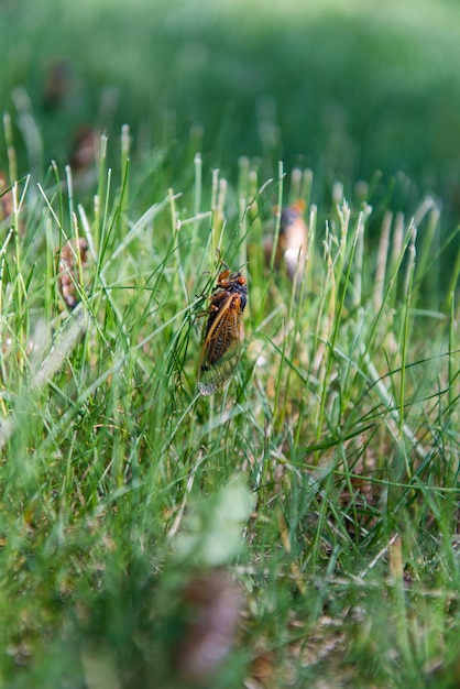 Photo a cicada embarks on a slow and deliberate climb up a long blade of grass cicadas on the grass