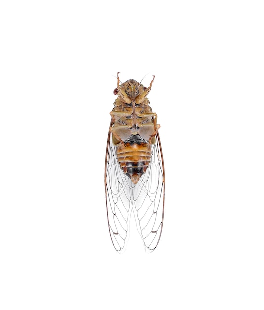 Cicada isolated on white background