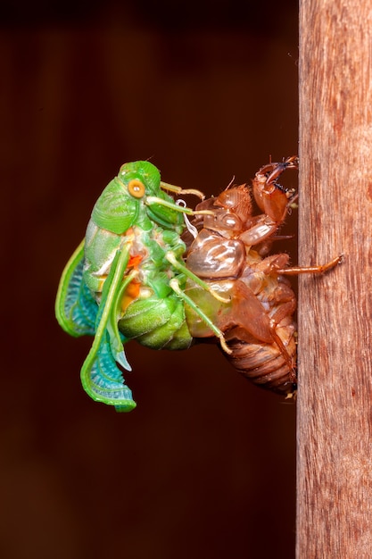 Cicada molting exuviae emerging