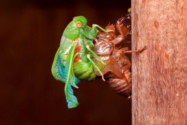 Cicada molting exuviae emerging