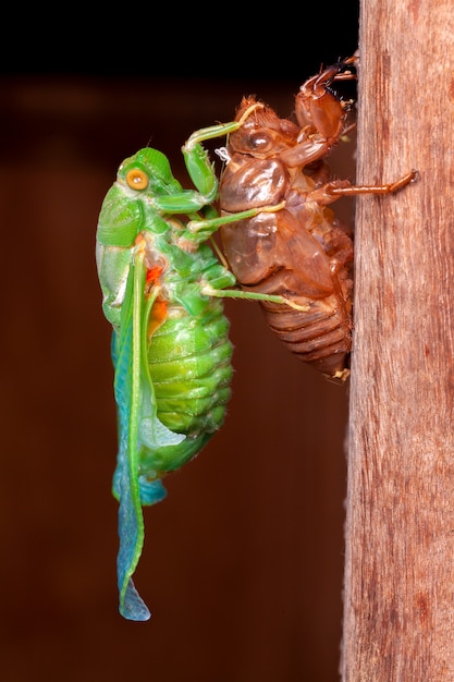 Cicada molting exuviae emerging