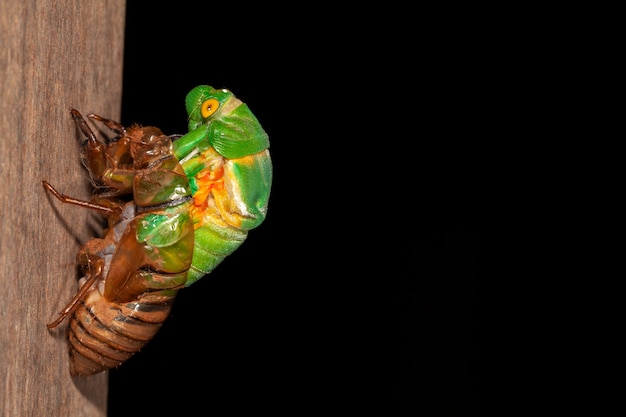 Cicada molting exuviae emerging