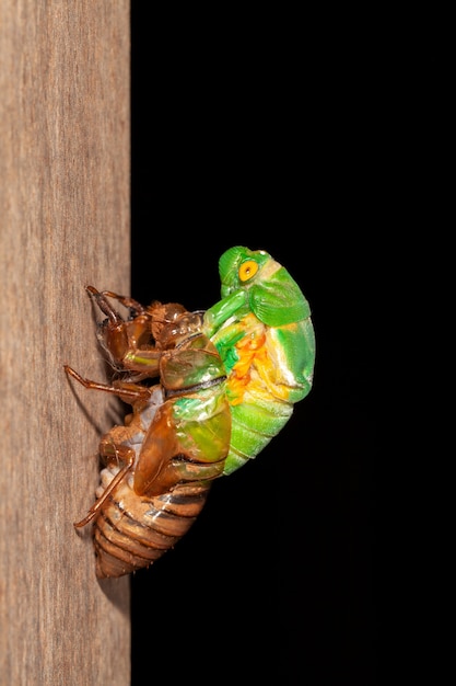 Cicada molting exuviae emerging