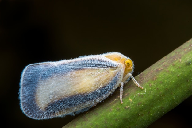 Cicadellidae - leafhoppers sharpshooters marco