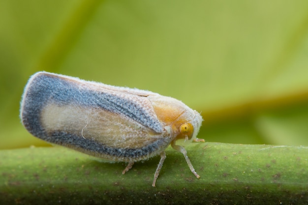 Cicadellidae - leafhoppers sharpshooters marco