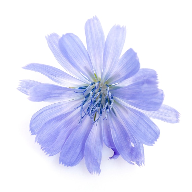 Cichorium intybus  common chicory flowers isolated on the white background