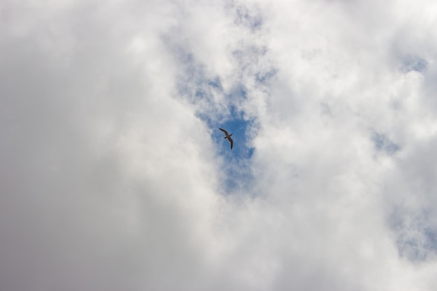 Cielo nuboso con gaviota volando