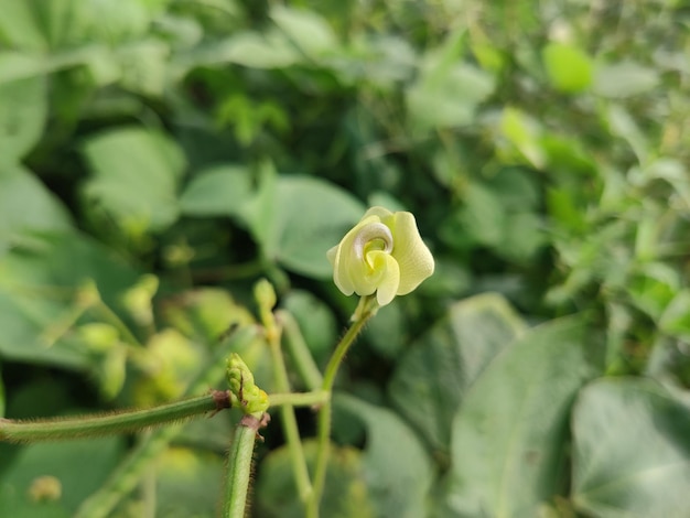 Cigna flowers and fruits. They are herbs or occasionally subshrubs. The leaves are pinnate