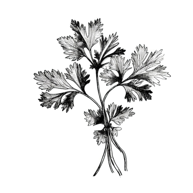 Cilantro coriander ai generated