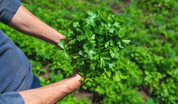 Cilantro in the hands of a man in the garden Selective focus