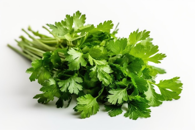 Cilantro Leaf On White Background Generative AI