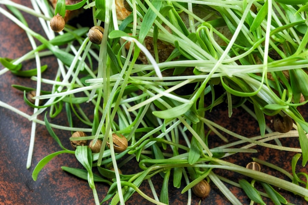 Cilantro sprouts micro greens fortified vegetarian food close-up macro photography