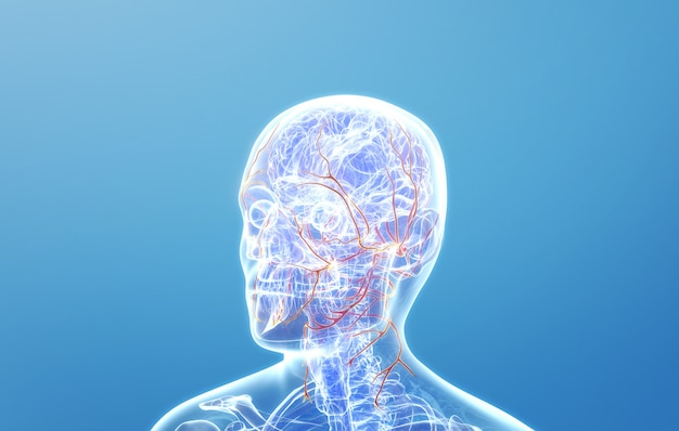 Cinema 4d rendering of Human head nerves