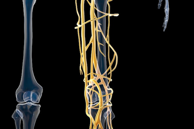 Cinema 4d rendering of The structure of human blood vessels