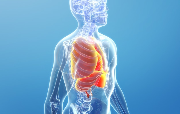 Cinema 4d rendering of the structure of the human lung