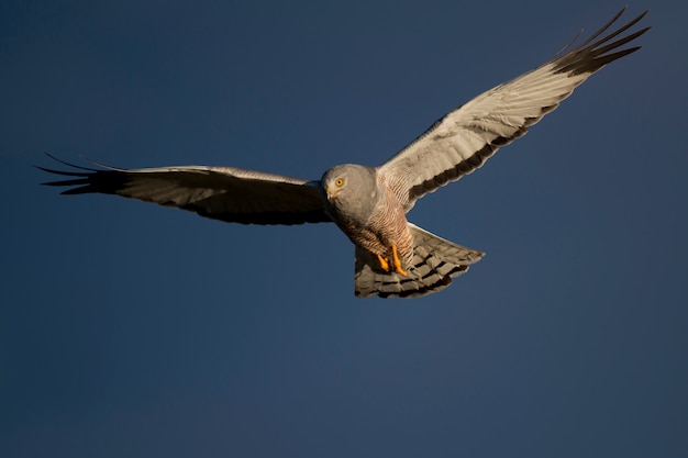 Cinereous Harrier flying