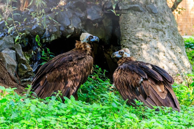 Cinereous vulture Aegypius monachus also known as the black vulture monk vulture or Eurasian black vulture