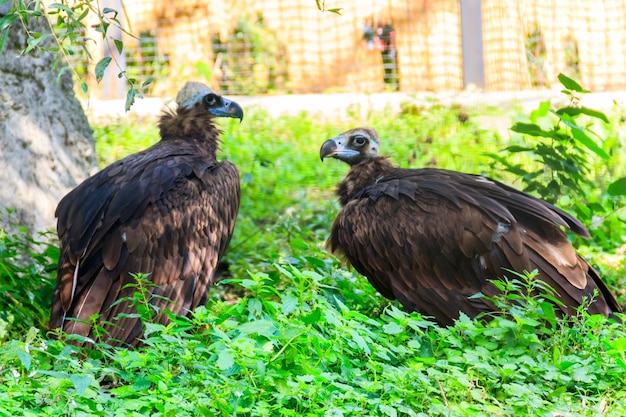 Cinereous vulture Aegypius monachus also known as the black vulture monk vulture or Eurasian black vulture