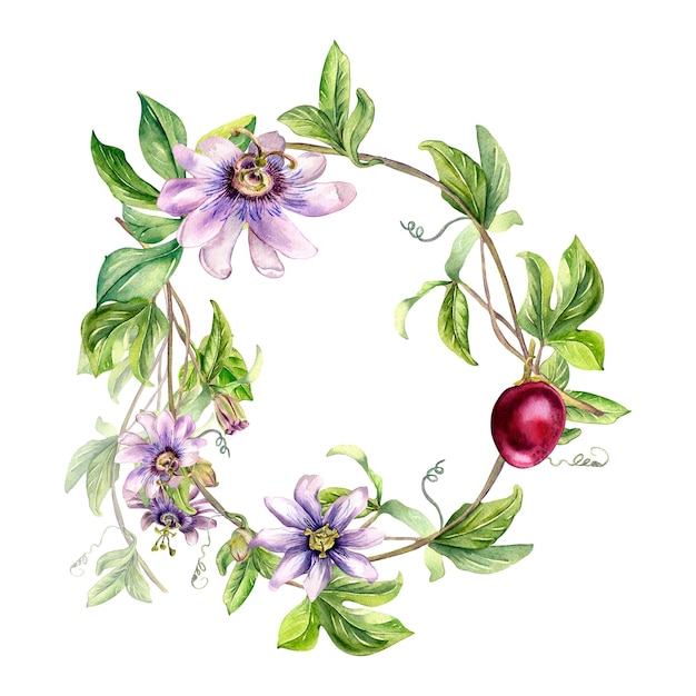 Circle frame of passion flower plant watercolor illustration isolated on white