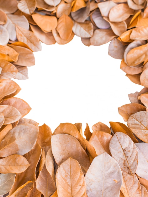 Circle leaves dry frame of white background 