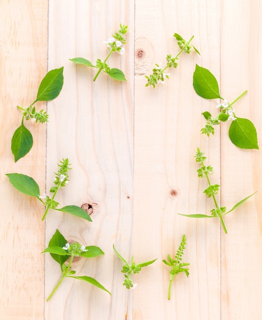 The circle of lemon basil leaf on wooden background.