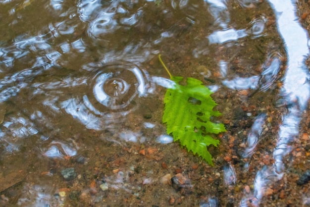 Circles and streaks from raindrops on the surface of the water