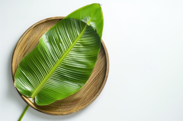 Circular fresh green banana leaf on wooden plate with white background isolated