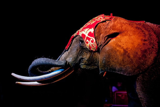 Circus elephant