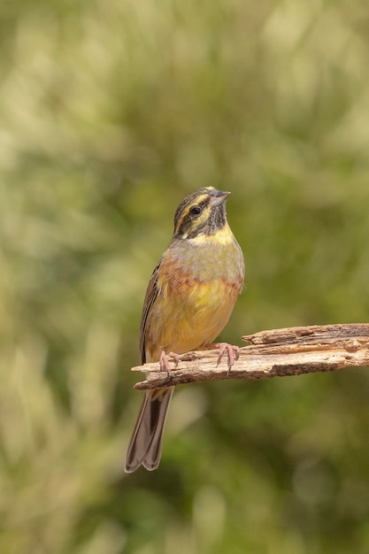 Cirl bunting (Emberiza cirlus) Malaga, Spain