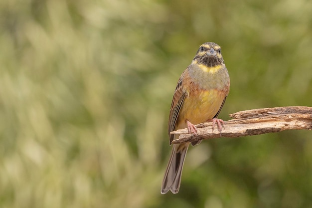 Cirl bunting (Emberiza cirlus) Malaga, Spain