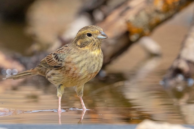 Cirl bunting (Emberiza cirlus) Malaga, Spain