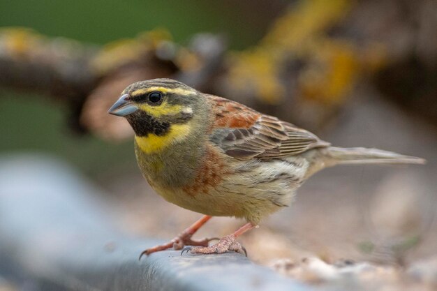 Photo cirl bunting emberiza cirlus malaga spain