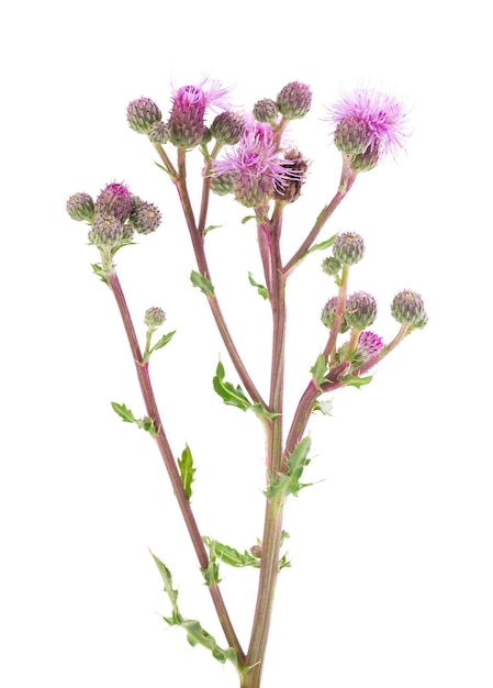 Cirsium arvense bush with flowers isolated on white background Herbal medicine Clipping path