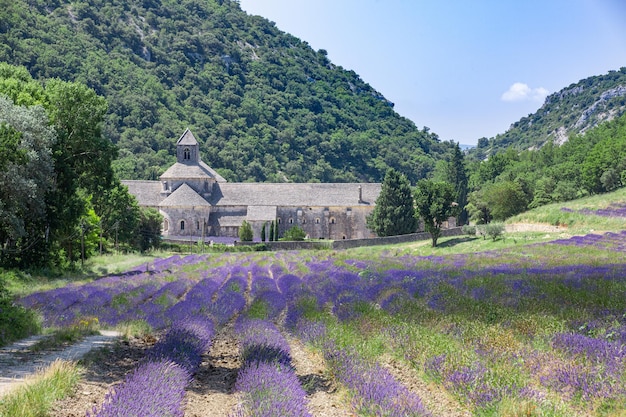 Cistercian Snanque Abbey with lavender field landscape, in Gordes, Vaucluse, Provence, travel