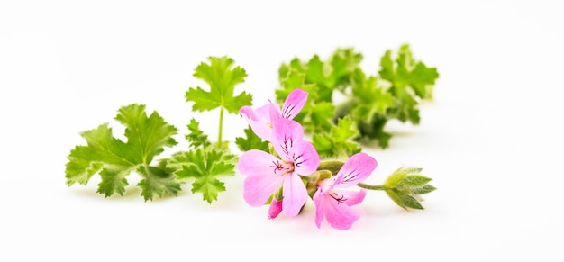 Citronella twig on white background