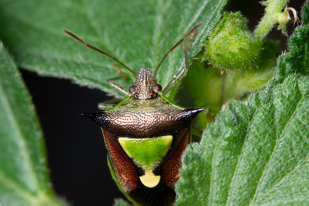 Citrus green stink macro bug on plants