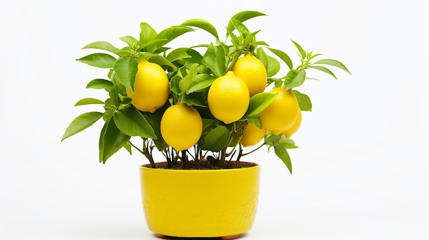 Citrus Greenery Potted Plants with Lemon on White Background